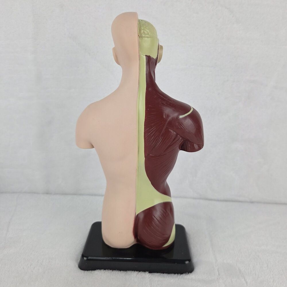 Lakeshore Fascinating Facts Human Body Game Anatomy Model Complete 2013 GG114 - Picture 7 of 13